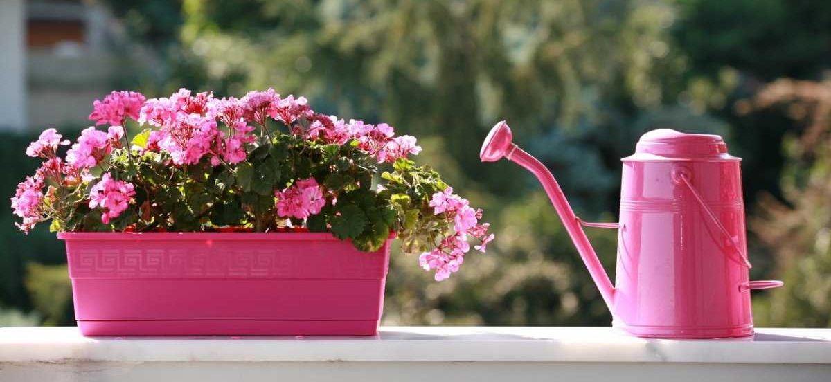  Introducing plastic flower pots + the best purchase price 